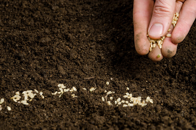 The parable of the seed
