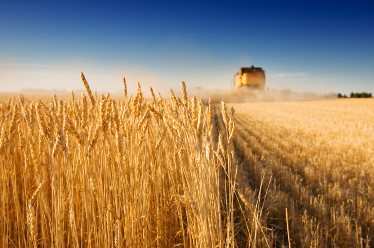 The harvest is plentiful