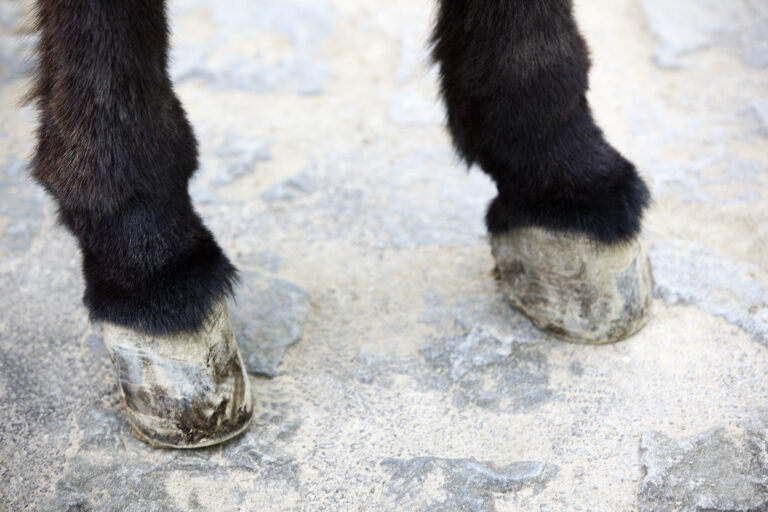 Stop beating the donkey!