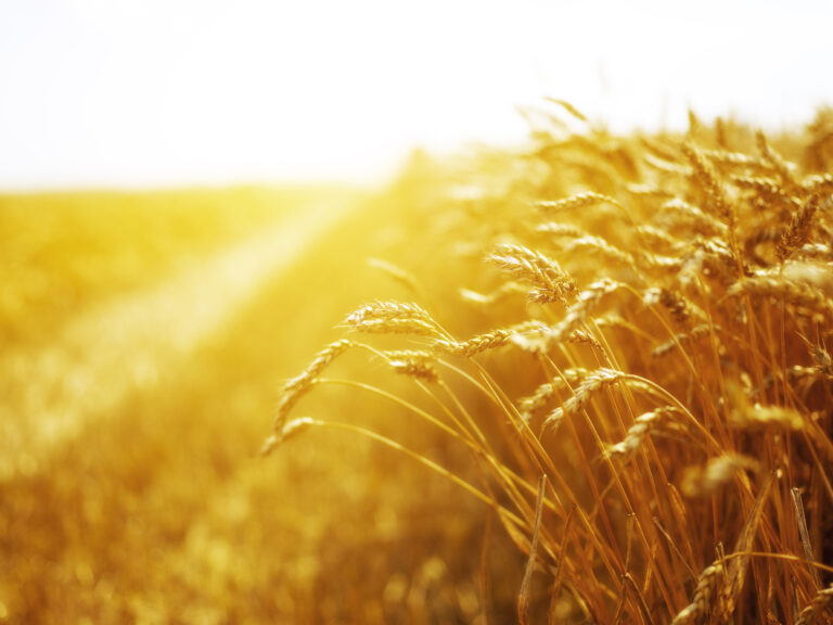 Leaving Our Gleanings