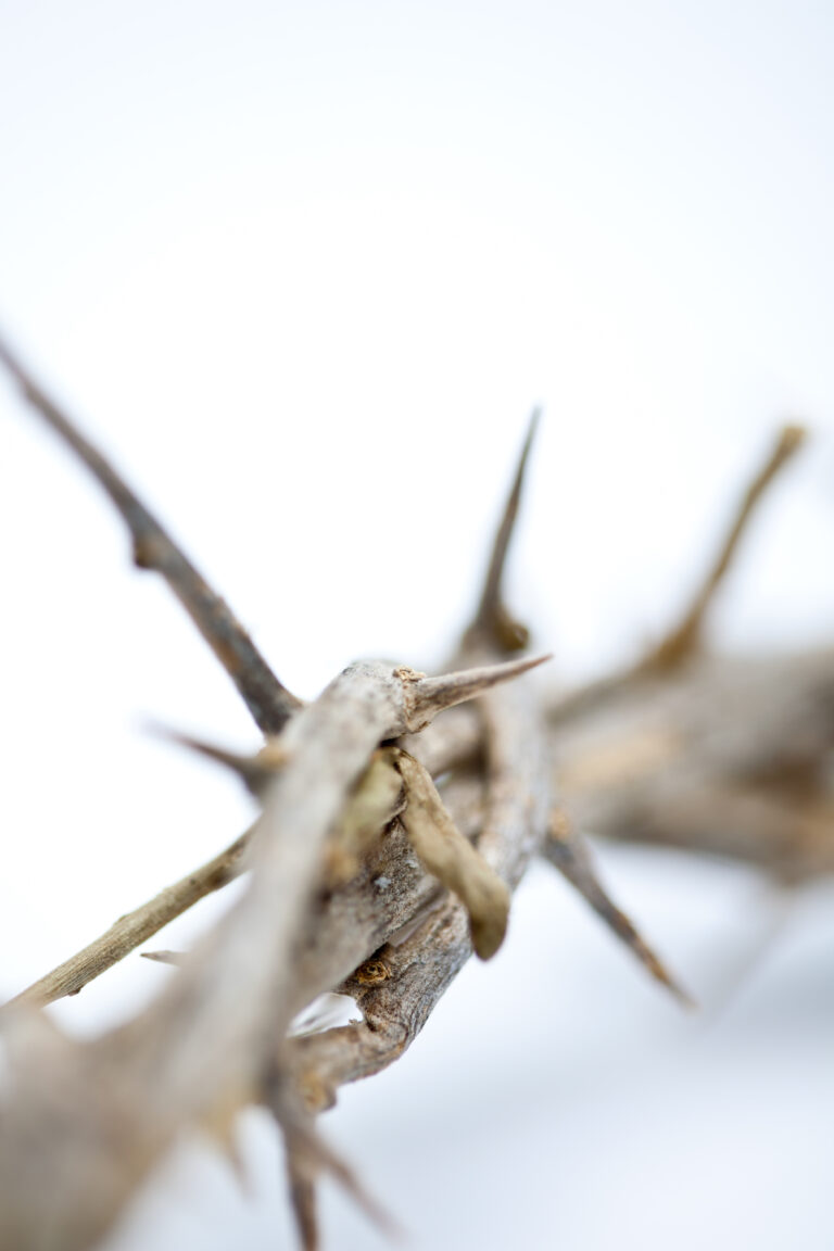 A thorn in our side